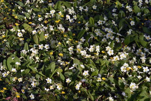 St-James-Avonwick-009-530